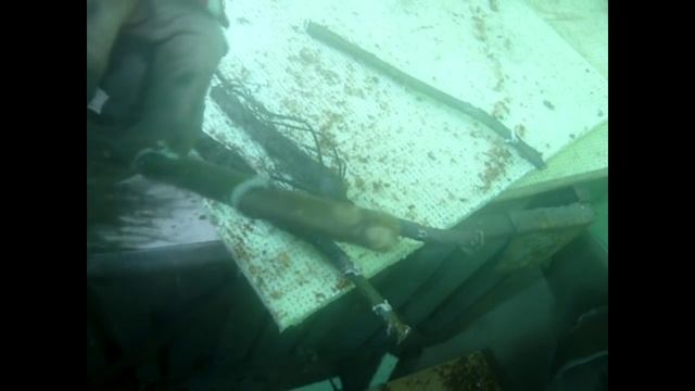 Зимняя прививка и посадка ореха с Жадан В М Результаты смотреть онлайн