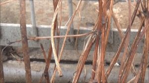 ОБРЕЗКА КЛЕМАТИСОВ. Основные моменты и СОВЕТЫ. Что ВАЖНО знать!