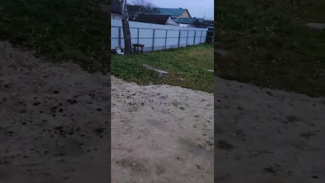 Добрый Вечер с Котиками #cutecat #cat