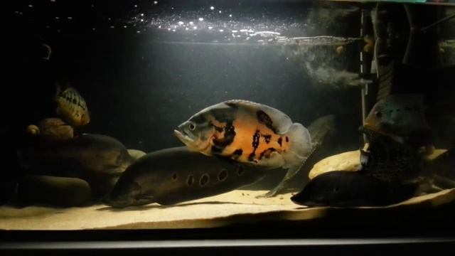 Банка 250. Временный дом. Fishtank 250. (27.07.2015) смотреть онлайн