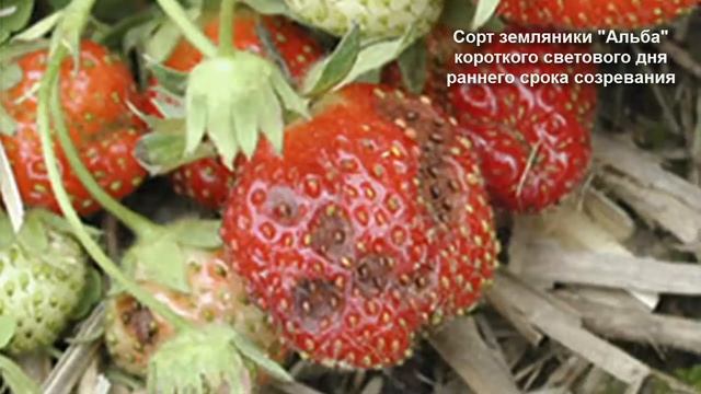 Описание сорта земляники садовой Альба смотреть онлайн