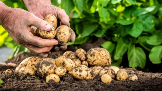 Хортуоппуйунан хайдах эмтэнэбит? смотреть онлайн