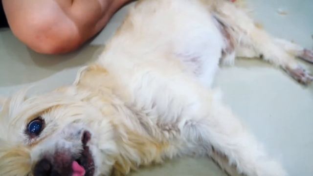 รีวิวปัตตาเลี่ยนสุนัข kuku ฉบับละเอียด ทดลองใช้งานจริง l love dog смотреть онлайн
