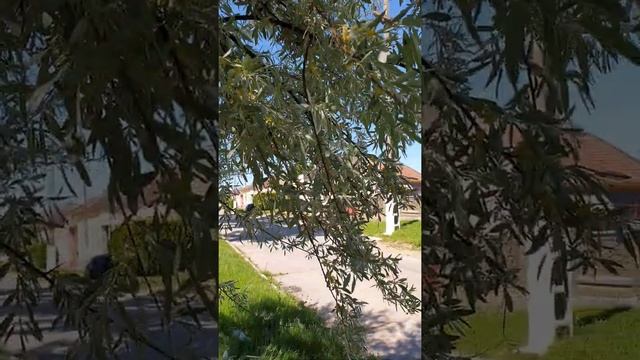 Albine la sălcioară Elaeagnus Angustifolia, Russian-Olive смотреть онлайн