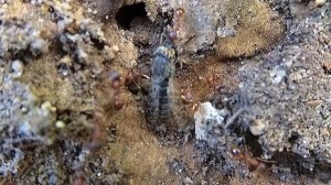 Муравьи атакуют слепня. Слабонервным не смотреть! 16+. MACRORUS. Ants attack the horsefly.