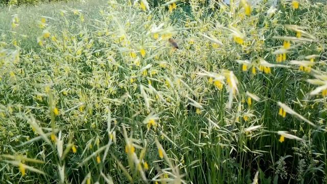 Пчелы собирают пыльцу с травы костер безостый смотреть онлайн