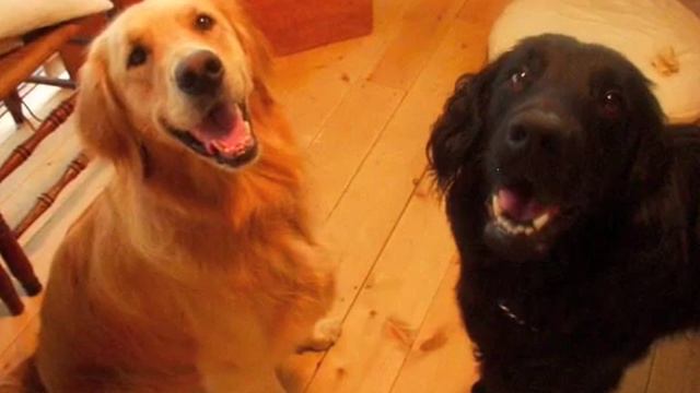 Flatcoated Retriever BALDER смотреть онлайн