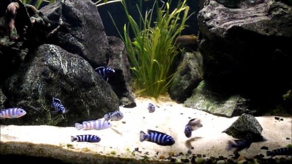 Pseudotropheus Demasoni Malawi Lake