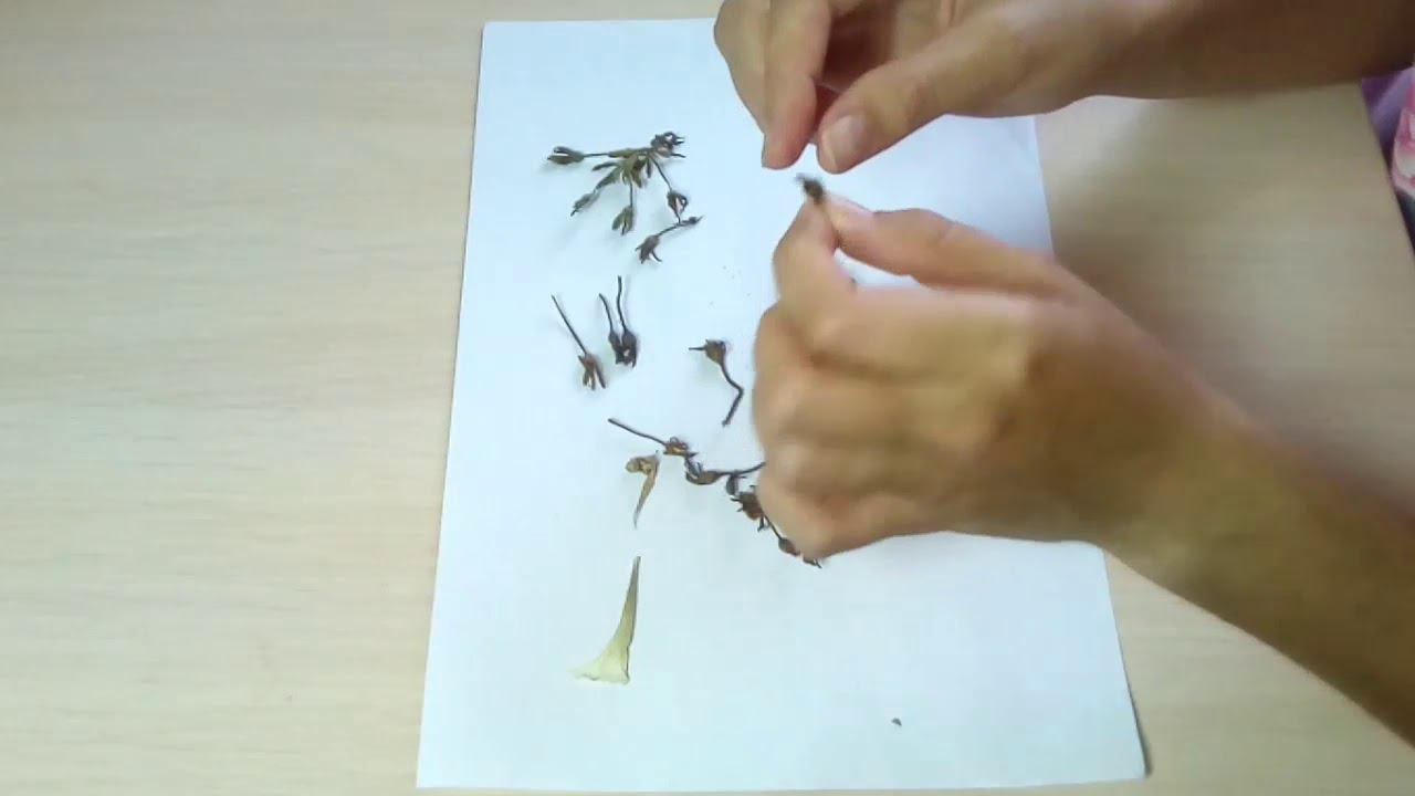 ПЕТУНИЯ как собрать семена смотреть онлайн