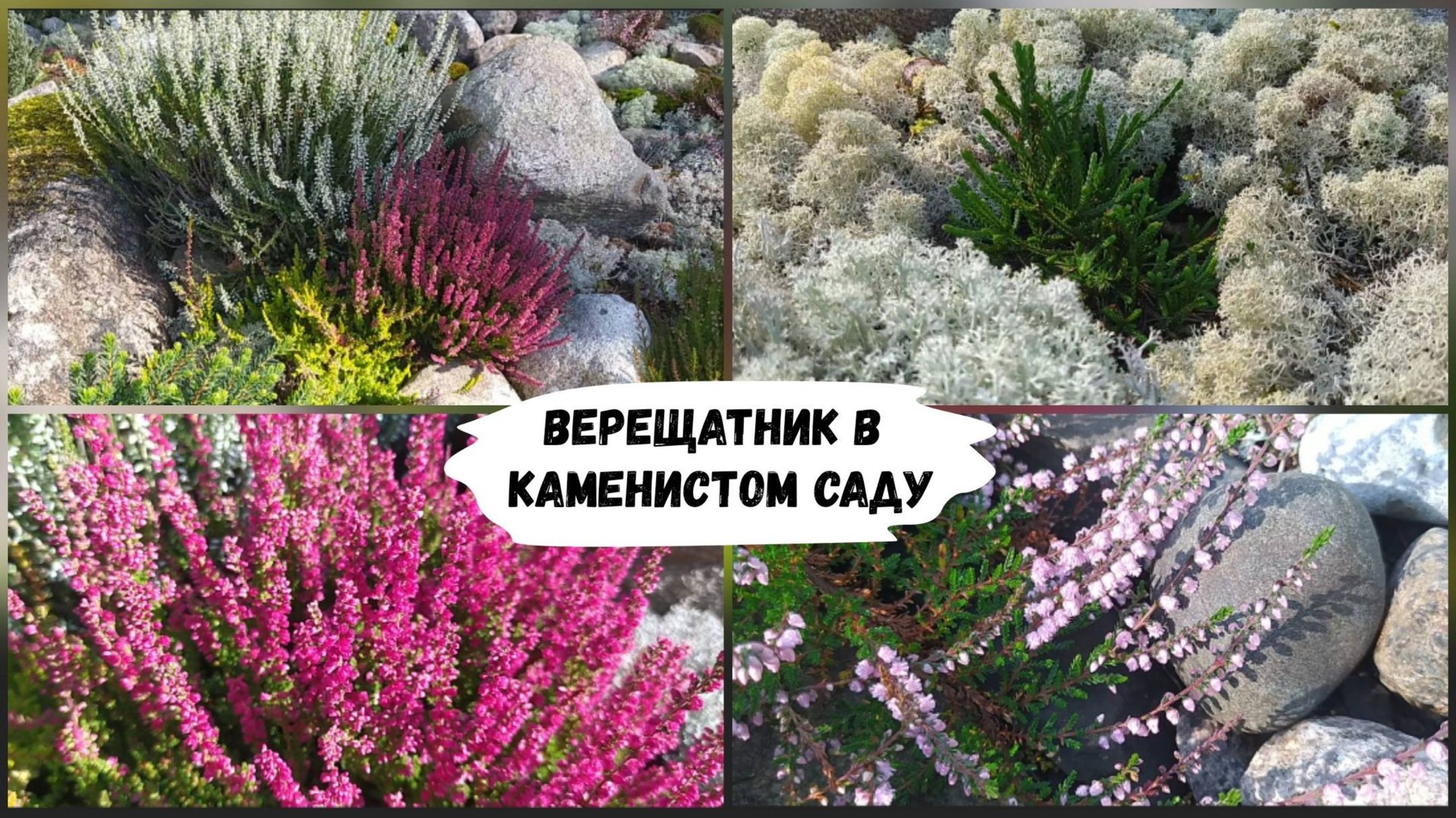 Верещатник в каменистом саду. смотреть онлайн