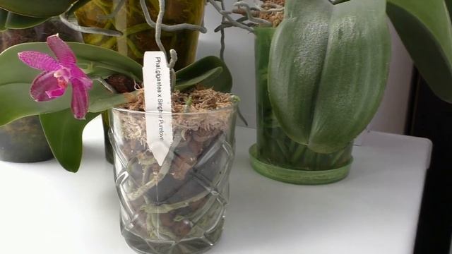 Обзор орхидей // Распустилась орхидея Phal. gigantea x Singer Purelove смотреть онлайн
