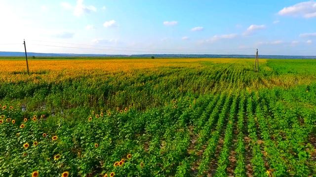 Жаворонок. М. Глинка. смотреть онлайн