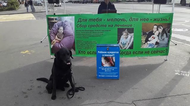 помощь ребёнку ДЦП жилбылпёс музейсобаки музейпса лабрадор Рей YUOTUBE Leo Ridge смотреть онлайн