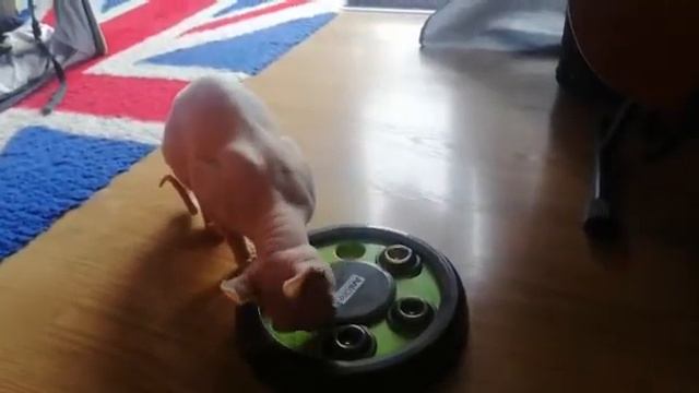 Фэнди. Игрушки для котов и их хозяев. Канадский эльф. смотреть онлайн