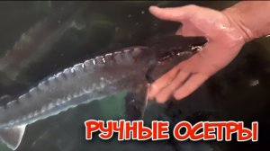 Ручные ОСЕТРЫ в УЗВ.