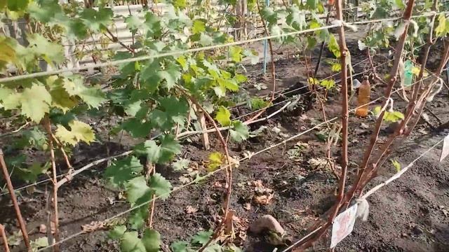 Обзор и подготовка виноградника смотреть онлайн