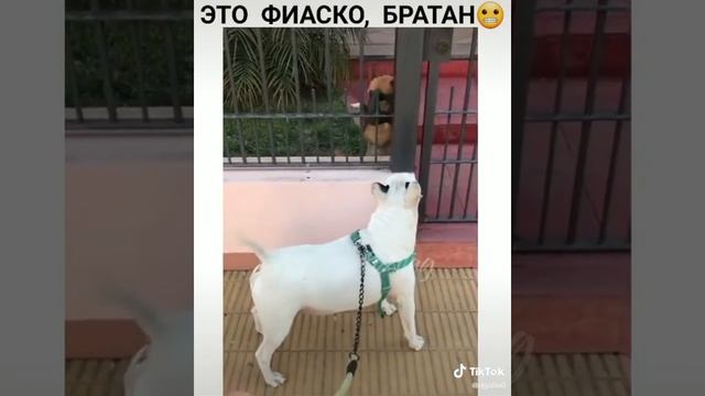 Приколы из Тик Тока смотреть онлайн