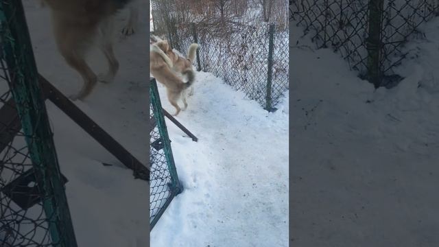 норвежский бухунд и хаски смотреть онлайн