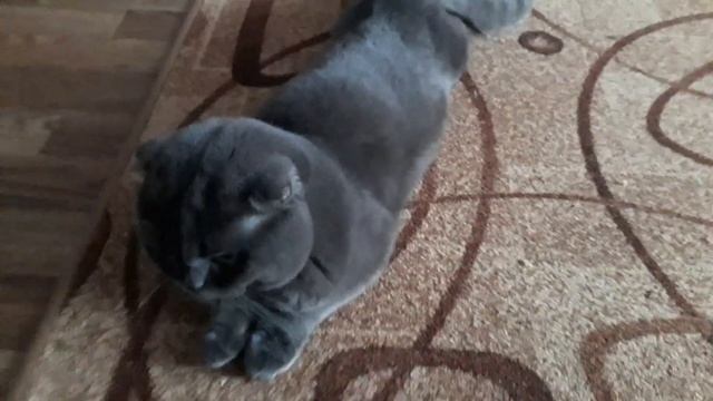 Кот расстроен и грусный смотреть онлайн