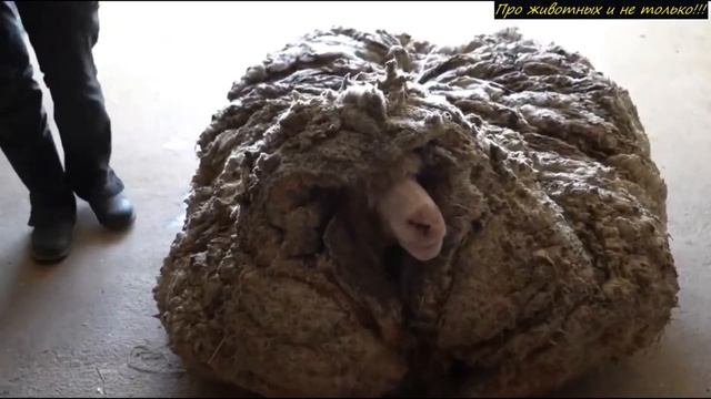 Она оторопела заметив странное СУЩЕСТВО в стаде кенгуру! Посмотри кто это был! смотреть онлайн