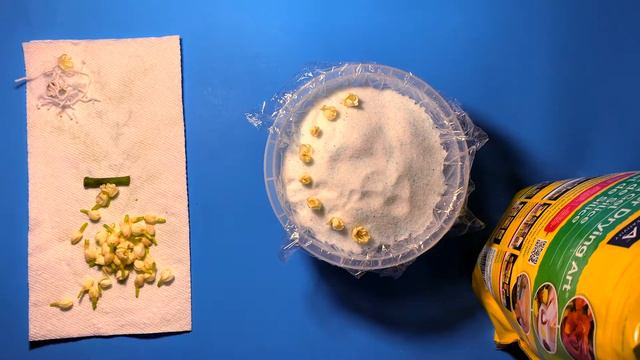 How to dry Lotus Flower | Re-Use & Re-Activate Silica Gel | Creative Segment | VegRokhi смотреть онлайн