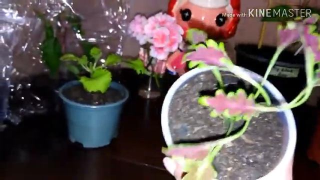 Пополняю коллекцию. Новинки. Покупка фуксий и декоративнолистных растений. смотреть онлайн