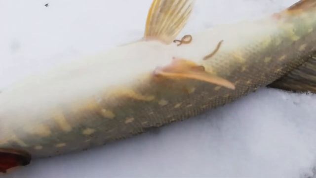 Рыбалка на жерлицы в 2022г. смотреть онлайн