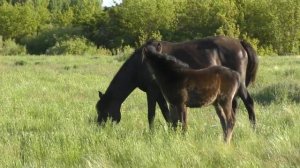 Жизнь табуна. Конец мая.