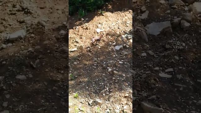 Горный козёл по пути на гору аибга, поход на красной поляне восхождение активный отдых лето 2021 смотреть онлайн