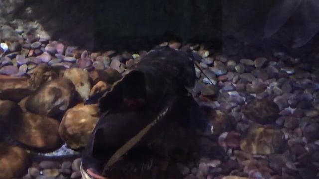 ДУБАЙ DUBAI MALL  САМЫЙ БОЛЬШОЙ АКВАРИУМ В МИРЕ DUBAI MALL AQUARIUM