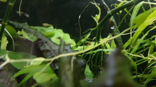 Обслуживание и уход за аквариумом. Советы новичку.