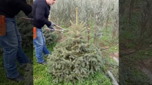 Обрезка (формирование) ели