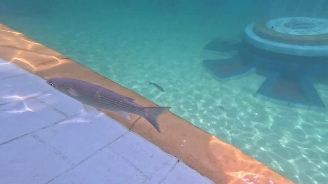 Обзор SEALANYA SeaPark Dolphinpark!  Экскурсия в Турции! Плавание со скатами и акулами ????#Sealany