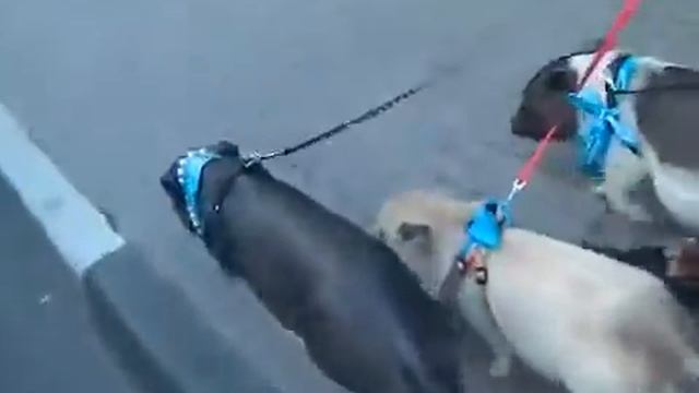 Мини пиги маленькие домашние свинки в Москве, 8 (916)702 11 08 смотреть онлайн