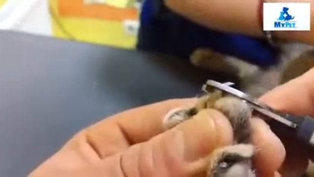 Стрижка коготков! Как правильно обрезать когтики своему питомцу! смотреть онлайн