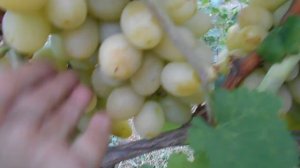 Виноград Синдикат на 4.09.23г.