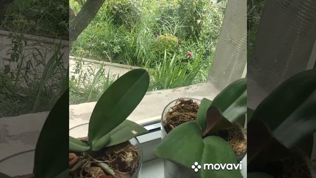 орхидеи реанимашки и подростки смотреть онлайн