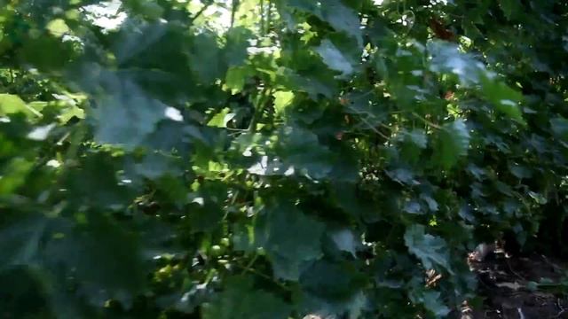 Виноград Ливия Обзор#1 (Grapes of Liviya) смотреть онлайн