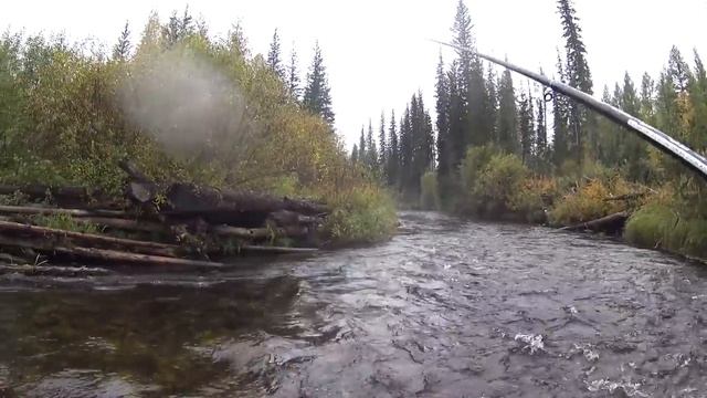 За сентябрьским хариусом 2018!!! Эпизод первый вступительный !!! смотреть онлайн