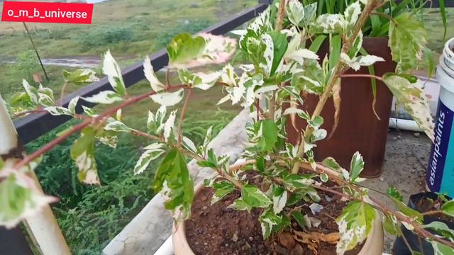 variegated hibiscus plant,variegated hibiscus plant care, new variety of hibiscus omb universe смотреть онлайн