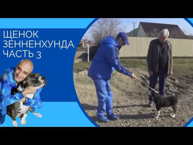Щенок зенненхунда часть 3 (прогулка) смотреть онлайн