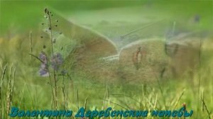 МОЯ БЕРЁЗОВАЯ ГРУСТЬ вокал- ТАТЬЯНА ГРАЧЁВА.