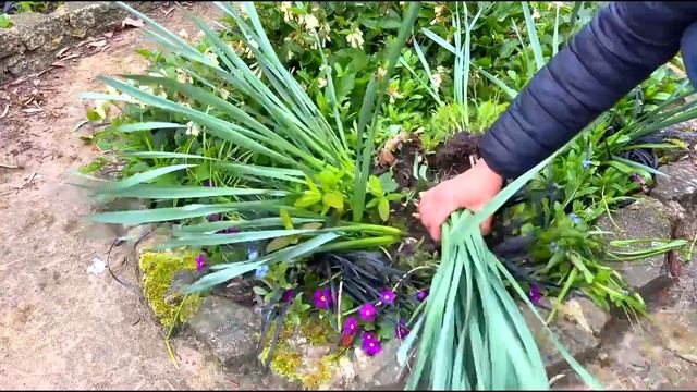 Нарцисс / Narcissus / Nargiz Guli