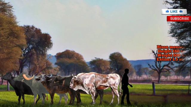 BISON VS BUFFALOS, Buffalos and bison size comparison. смотреть онлайн