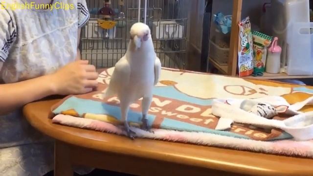 Birds Dancing To Music 3 смотреть онлайн