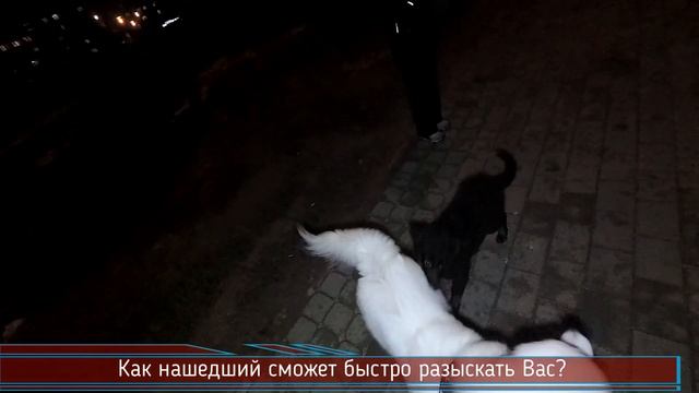 А Вы чипировали своего любимца? Задумайтесь! смотреть онлайн