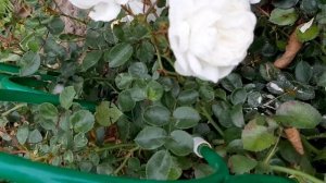 РОЗА ,,СВАНИ",ПОЧВОПОКРОВНАЯ. 05.09.2020г.