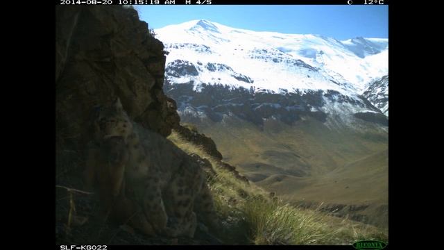 барс поймал сурка смотреть онлайн