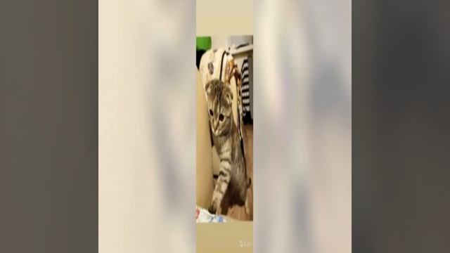 корм для кошек Производители Whiskas, Felix, Darling, Dоктор Zoo, Мяу, Friskies, Kitekat и ... смотреть онлайн