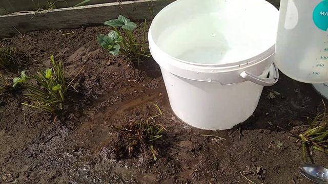 Обработка и подкормка клубники в августе смотреть онлайн